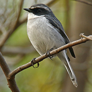 Grey Bushchat